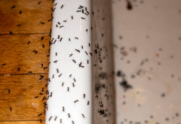 Flea Control Services in South Huntington, NY