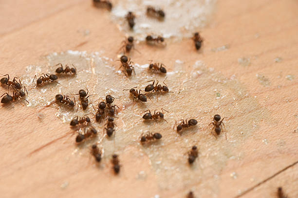 Best Pest Inspection Near Me  in South Huntington, NY