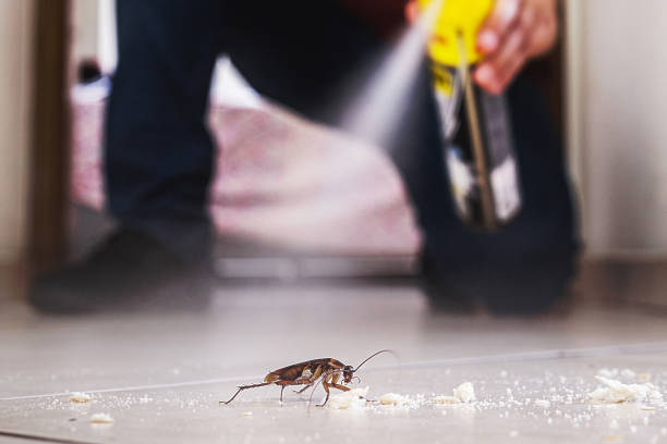 Spider Control Near Me in South Huntington, NY