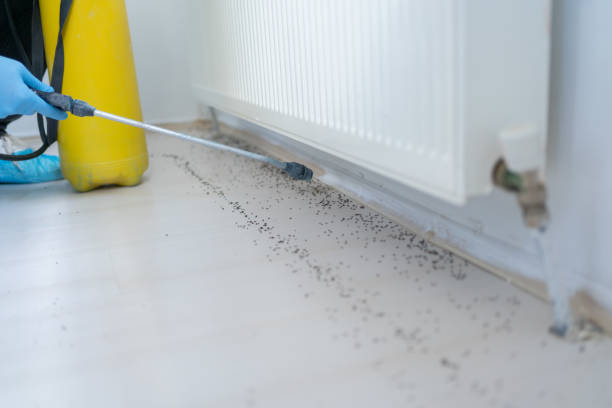 Wildlife Control Services in South Huntington, NY